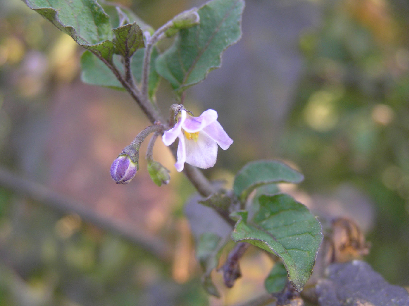 Cagliaritano: Solanum, Anagallis e  Malva.